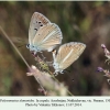 polyommatus damonides nusnus in copula 1